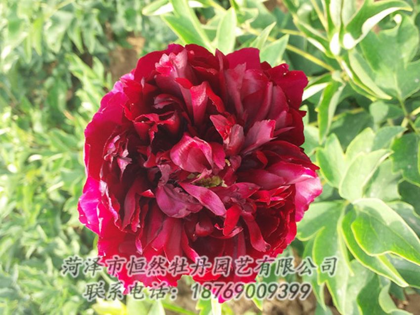 點擊查看詳細(xì)信息<br>標(biāo)題：紅色牡丹 閱讀次數(shù)：995
