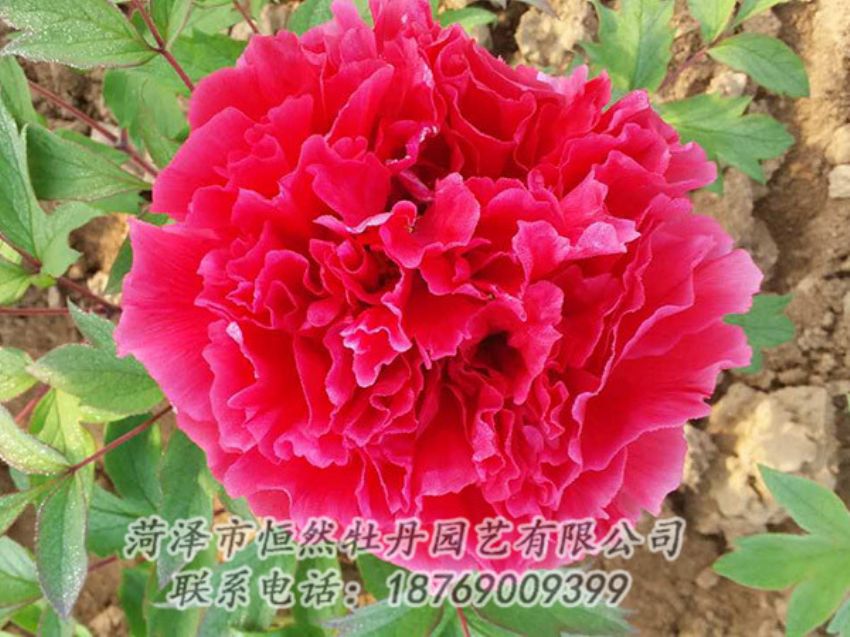 點擊查看詳細(xì)信息<br>標(biāo)題：紅色牡丹 閱讀次數(shù)：1115