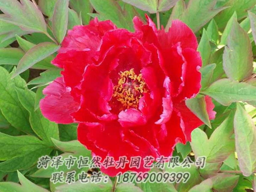 點擊查看詳細(xì)信息<br>標(biāo)題：紅色牡丹 閱讀次數(shù)：1154