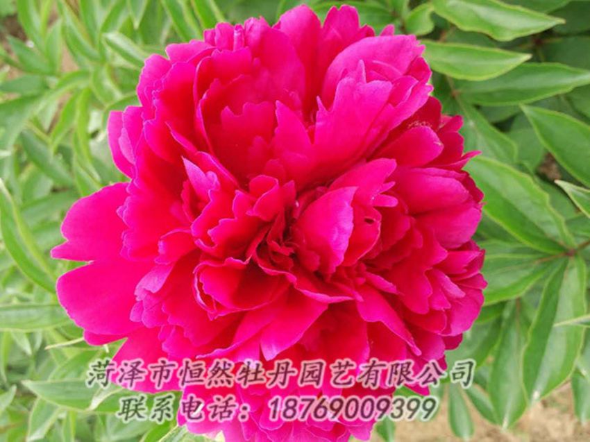 點(diǎn)擊查看詳細(xì)信息<br>標(biāo)題：紅色芍藥 閱讀次數(shù)：996