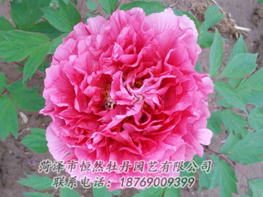 點(diǎn)擊查看詳細(xì)信息<br>標(biāo)題：紅色牡丹 閱讀次數(shù)：1928