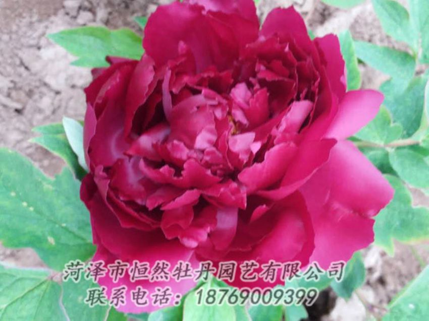 點(diǎn)擊查看詳細(xì)信息<br>標(biāo)題：紅色牡丹 閱讀次數(shù)：1304