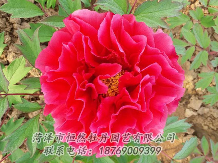點(diǎn)擊查看詳細(xì)信息<br>標(biāo)題：紅色牡丹 閱讀次數(shù)：1136