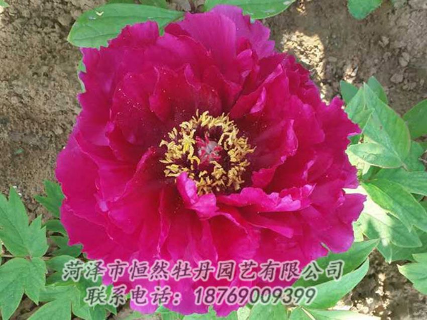 點(diǎn)擊查看詳細(xì)信息<br>標(biāo)題：紅色牡丹 閱讀次數(shù)：1260
