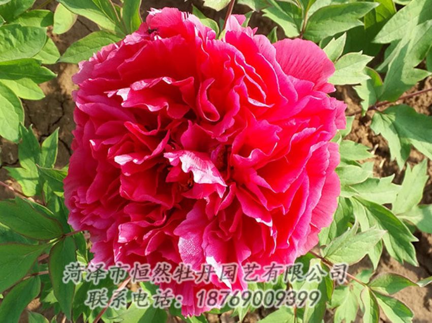 點(diǎn)擊查看詳細(xì)信息<br>標(biāo)題：紅色牡丹 閱讀次數(shù)：1246