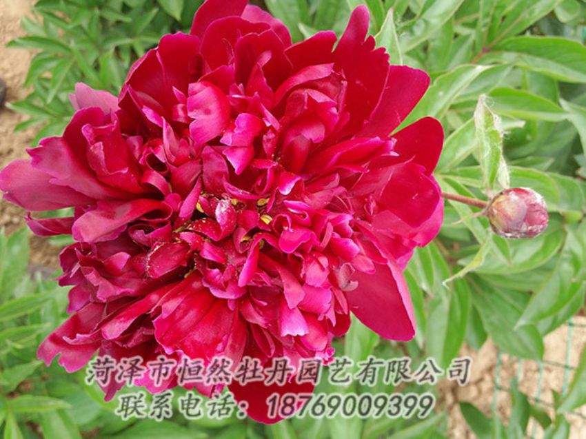 點(diǎn)擊查看詳細(xì)信息<br>標(biāo)題：紅色芍藥 閱讀次數(shù)：1041