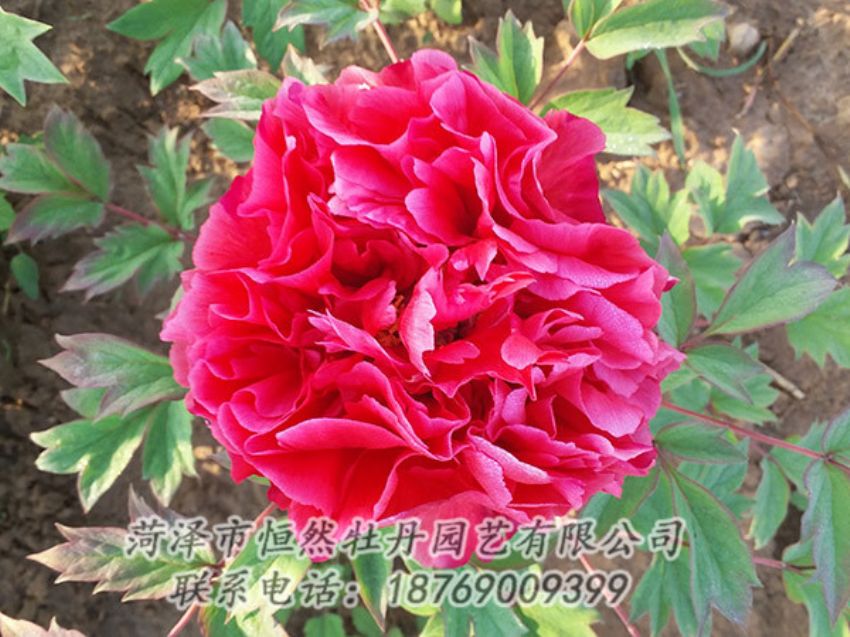 點(diǎn)擊查看詳細(xì)信息<br>標(biāo)題：紅色牡丹 閱讀次數(shù)：1256