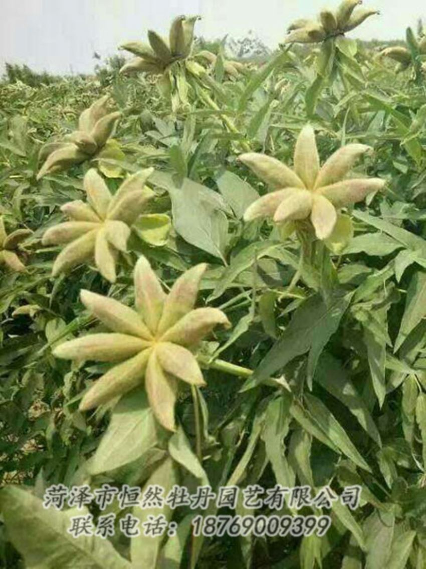 點(diǎn)擊查看詳細(xì)信息<br>標(biāo)題：油用牡丹 閱讀次數(shù)：1221