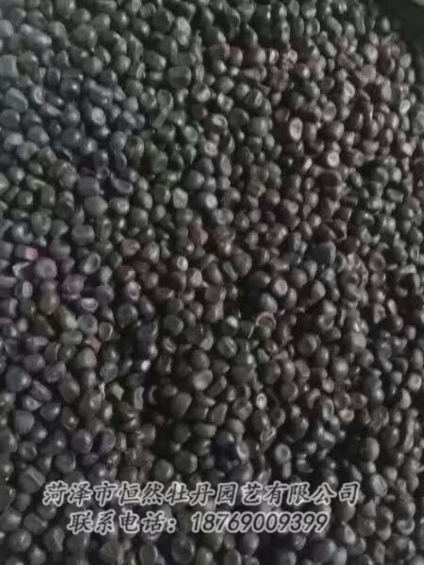 點擊查看詳細信息<br>標題：油用牡丹 閱讀次數(shù)：1180