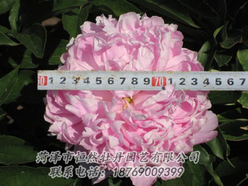 點(diǎn)擊查看詳細(xì)信息<br>標(biāo)題：桃面爭春 閱讀次數(shù)：1202