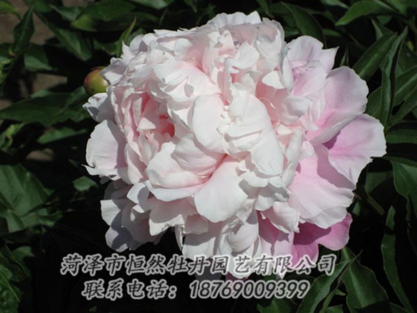 點(diǎn)擊查看詳細(xì)信息<br>標(biāo)題：粉玉樓 閱讀次數(shù)：1174