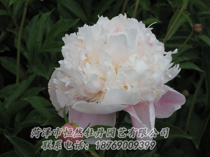 點(diǎn)擊查看詳細(xì)信息<br>標(biāo)題：粉池滴翠 閱讀次數(shù)：1212