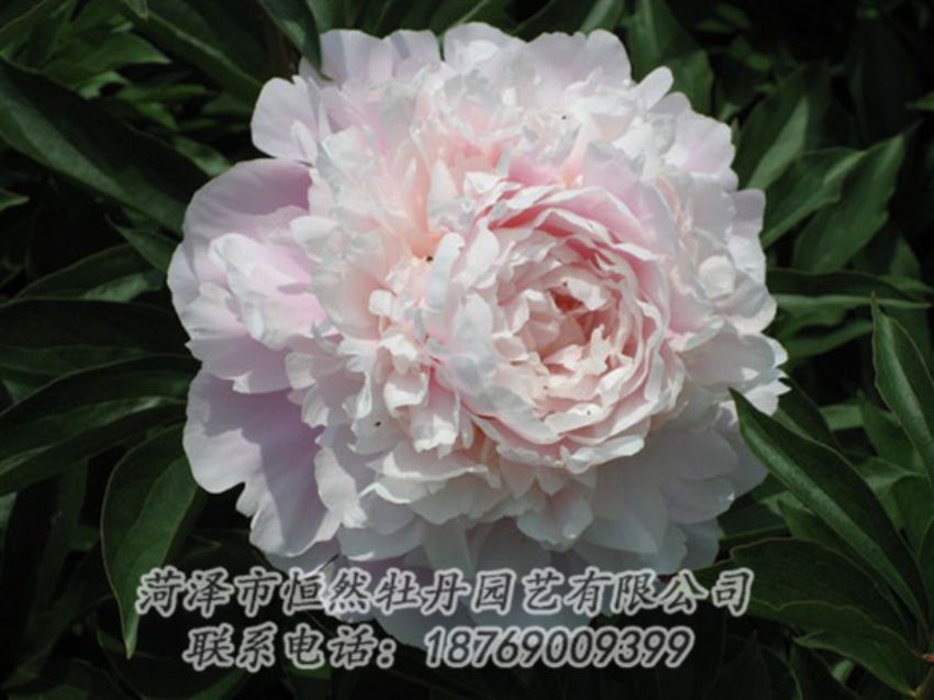 點(diǎn)擊查看詳細(xì)信息<br>標(biāo)題：遲粉 閱讀次數(shù)：1198
