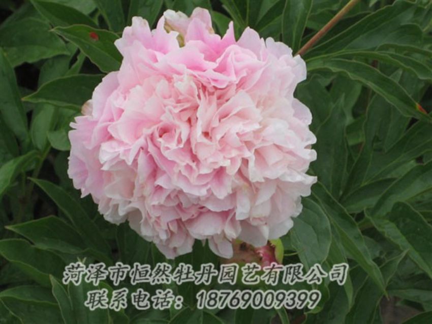 點(diǎn)擊查看詳細(xì)信息<br>標(biāo)題：粉面桃花 閱讀次數(shù)：1271