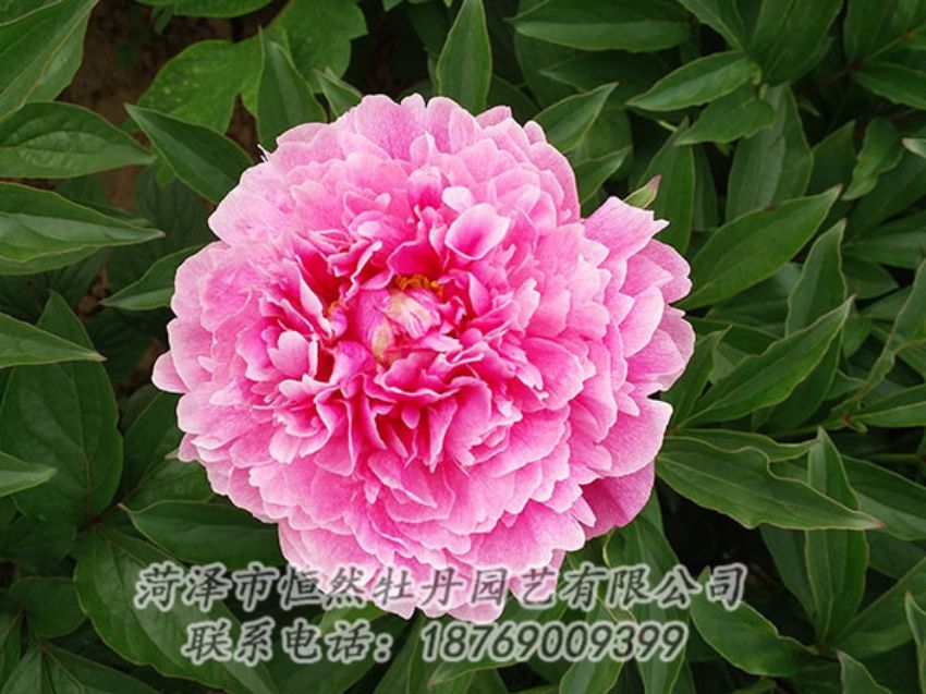 點(diǎn)擊查看詳細(xì)信息<br>標(biāo)題：粉色芍藥 閱讀次數(shù)：1145