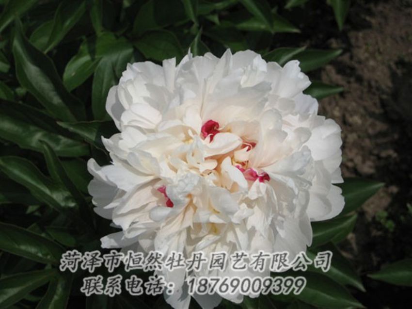 點(diǎn)擊查看詳細(xì)信息<br>標(biāo)題：雪原紅星 閱讀次數(shù)：1422