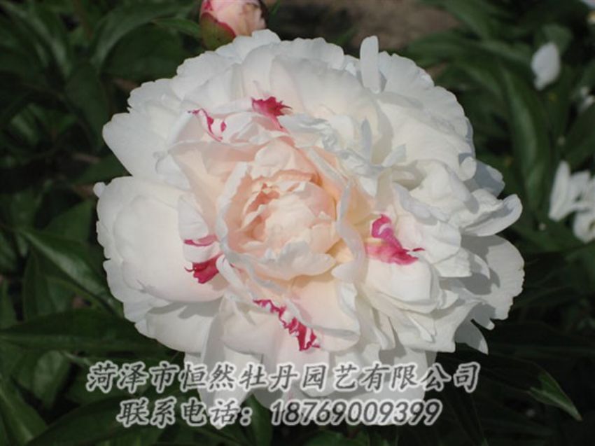點(diǎn)擊查看詳細(xì)信息<br>標(biāo)題：五花龍玉 閱讀次數(shù)：1190