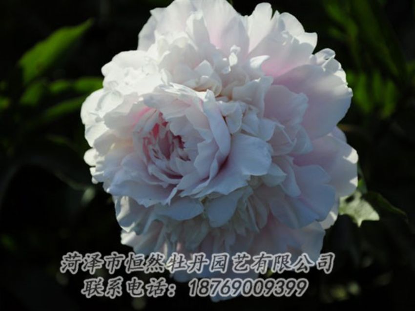 點(diǎn)擊查看詳細(xì)信息<br>標(biāo)題：粉色芍藥 閱讀次數(shù)：1124