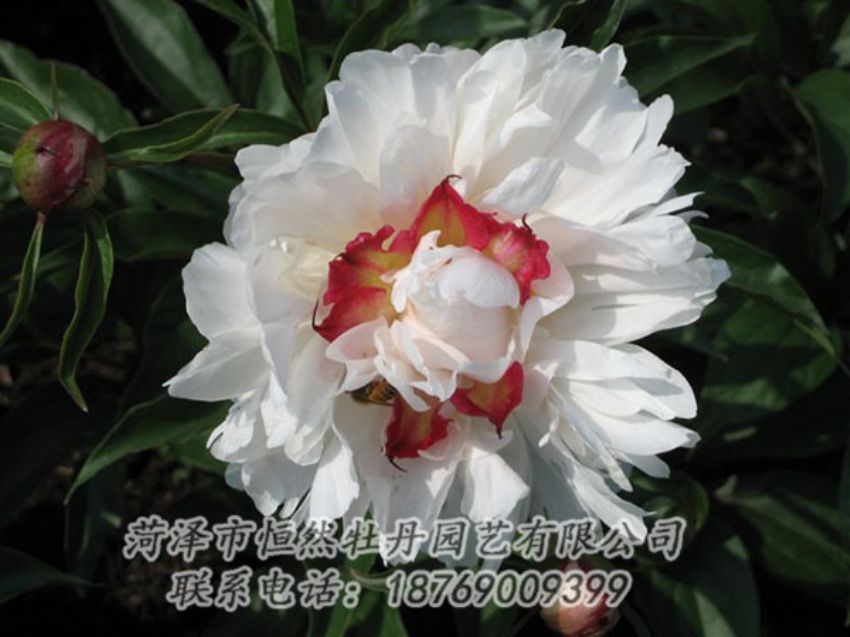 點(diǎn)擊查看詳細(xì)信息<br>標(biāo)題：無(wú)花龍玉 閱讀次數(shù)：1981