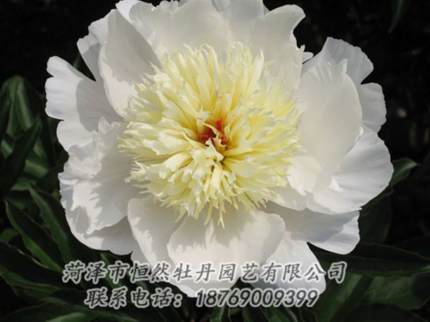 點(diǎn)擊查看詳細(xì)信息<br>標(biāo)題：金簪刺玉 閱讀次數(shù)：1216