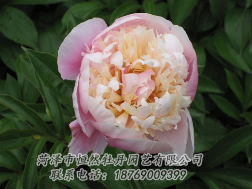 點(diǎn)擊查看詳細(xì)信息<br>標(biāo)題：湖光山色 閱讀次數(shù)：1208