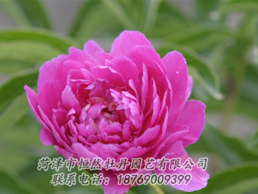 點(diǎn)擊查看詳細(xì)信息<br>標(biāo)題：紅茶花 閱讀次數(shù)：1009