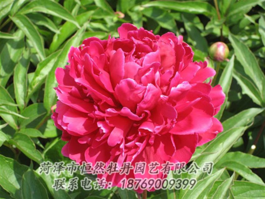 點(diǎn)擊查看詳細(xì)信息<br>標(biāo)題：國(guó)紅 閱讀次數(shù)：995