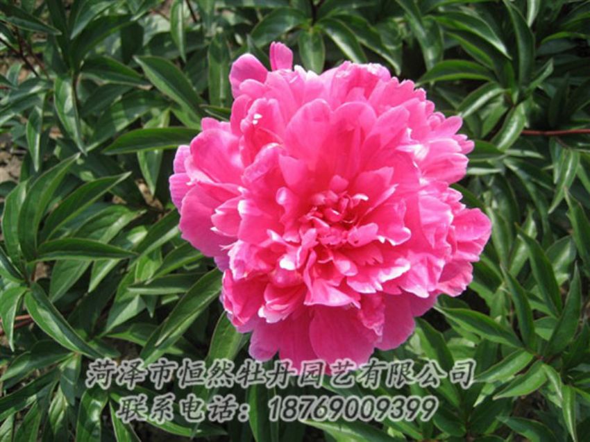 點擊查看詳細信息<br>標題：富貴紅 閱讀次數(shù)：978