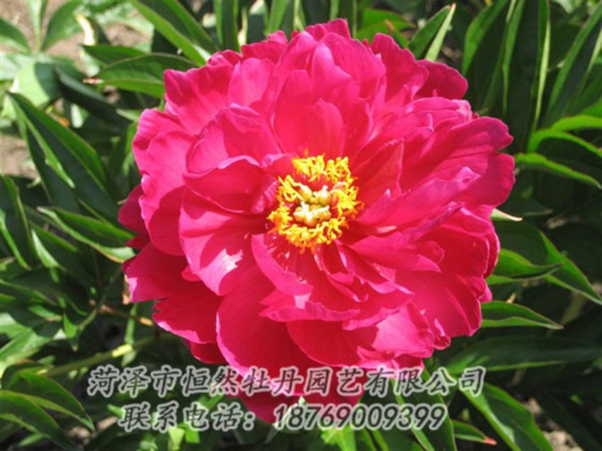 點擊查看詳細信息<br>標題：大紅赤金 閱讀次數(shù)：1059