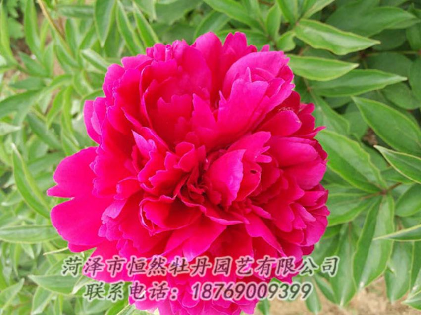 點擊查看詳細信息<br>標題：紅色芍藥 閱讀次數(shù)：1003