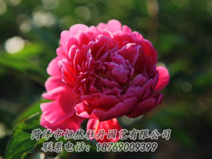 點擊查看詳細信息<br>標題：大紅赤金 閱讀次數(shù)：1039
