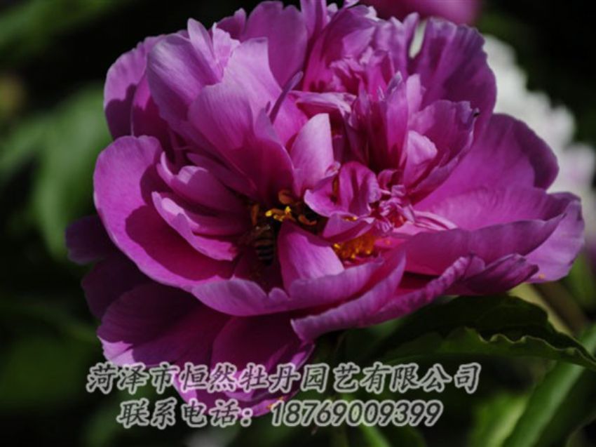 點擊查看詳細信息<br>標(biāo)題：紫凌 閱讀次數(shù)：1128