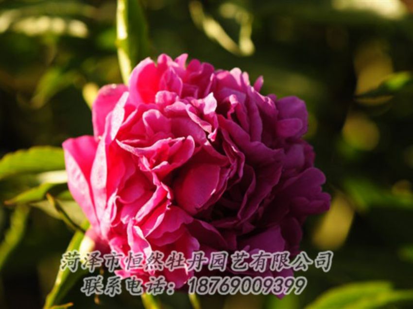 點擊查看詳細信息<br>標(biāo)題：紫鳳朝陽 閱讀次數(shù)：1201