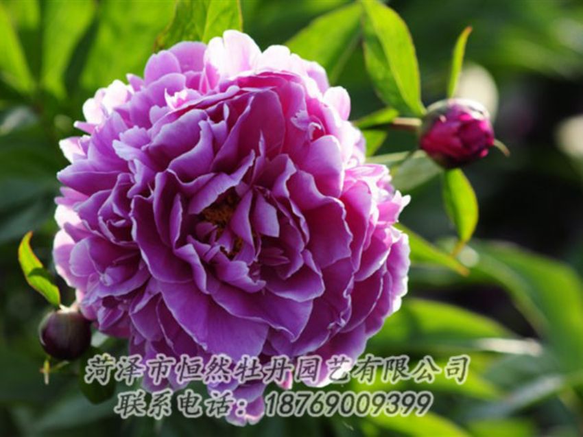 點擊查看詳細信息<br>標(biāo)題：紫色芍藥 閱讀次數(shù)：1218