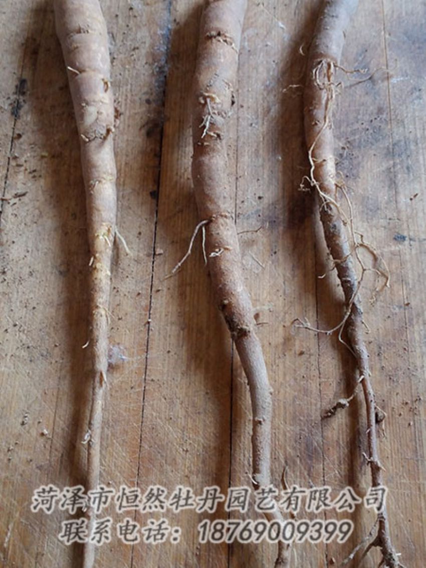 點擊查看詳細(xì)信息<br>標(biāo)題：一年芍藥苗 閱讀次數(shù)：1087