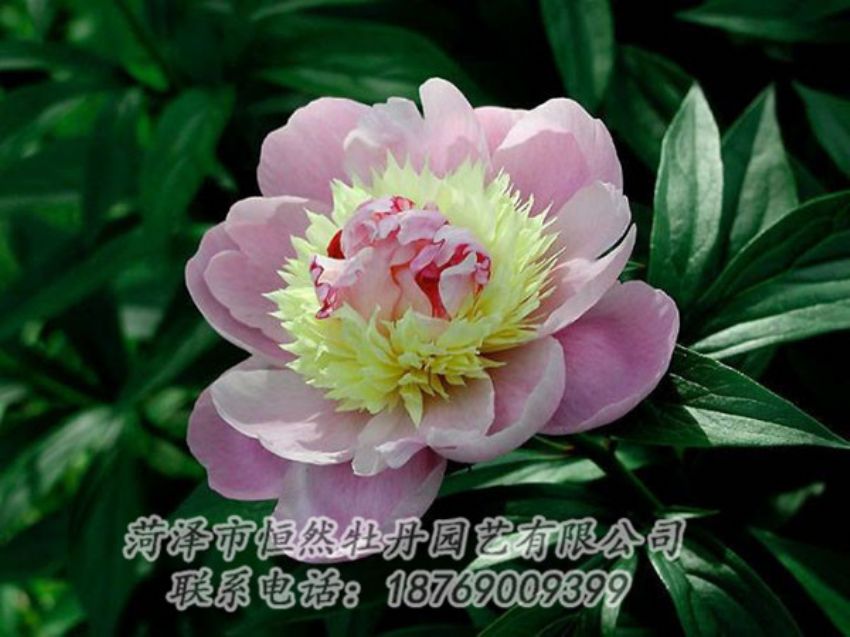 點(diǎn)擊查看詳細(xì)信息<br>標(biāo)題：復(fù)色芍藥 閱讀次數(shù)：1165