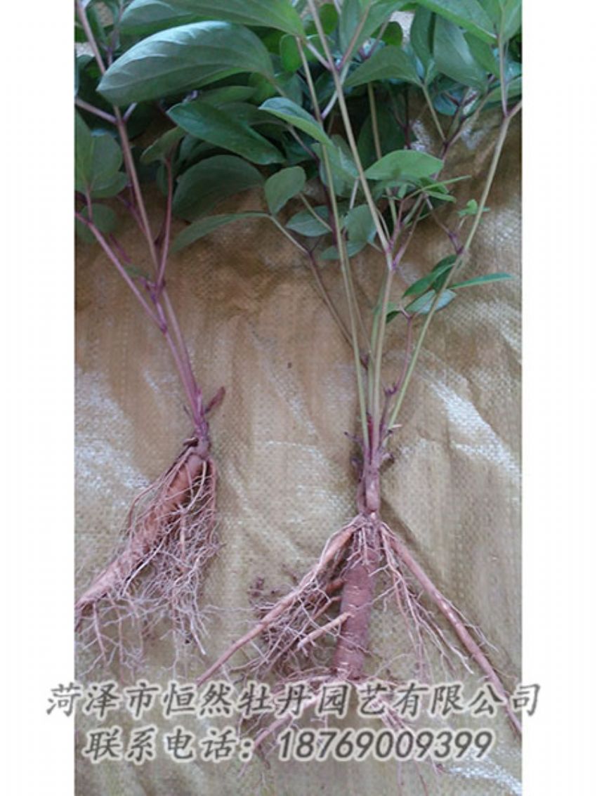 點擊查看詳細(xì)信息<br>標(biāo)題：二年芍藥苗 閱讀次數(shù)：1068