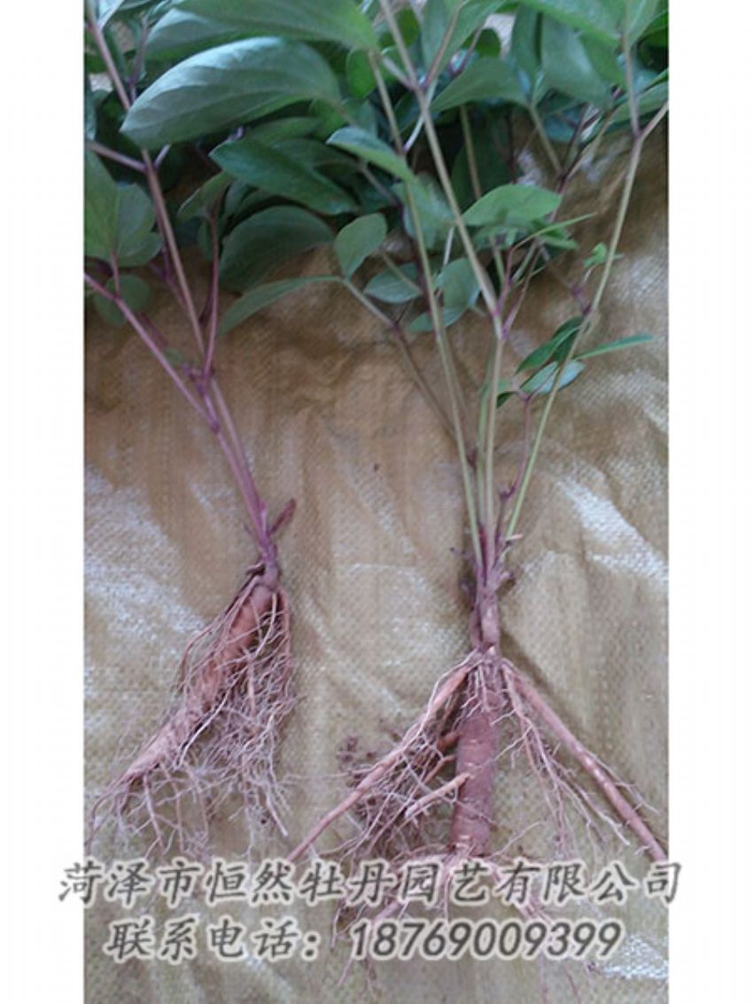 點擊查看詳細(xì)信息<br>標(biāo)題：二年芍藥苗 閱讀次數(shù)：1187