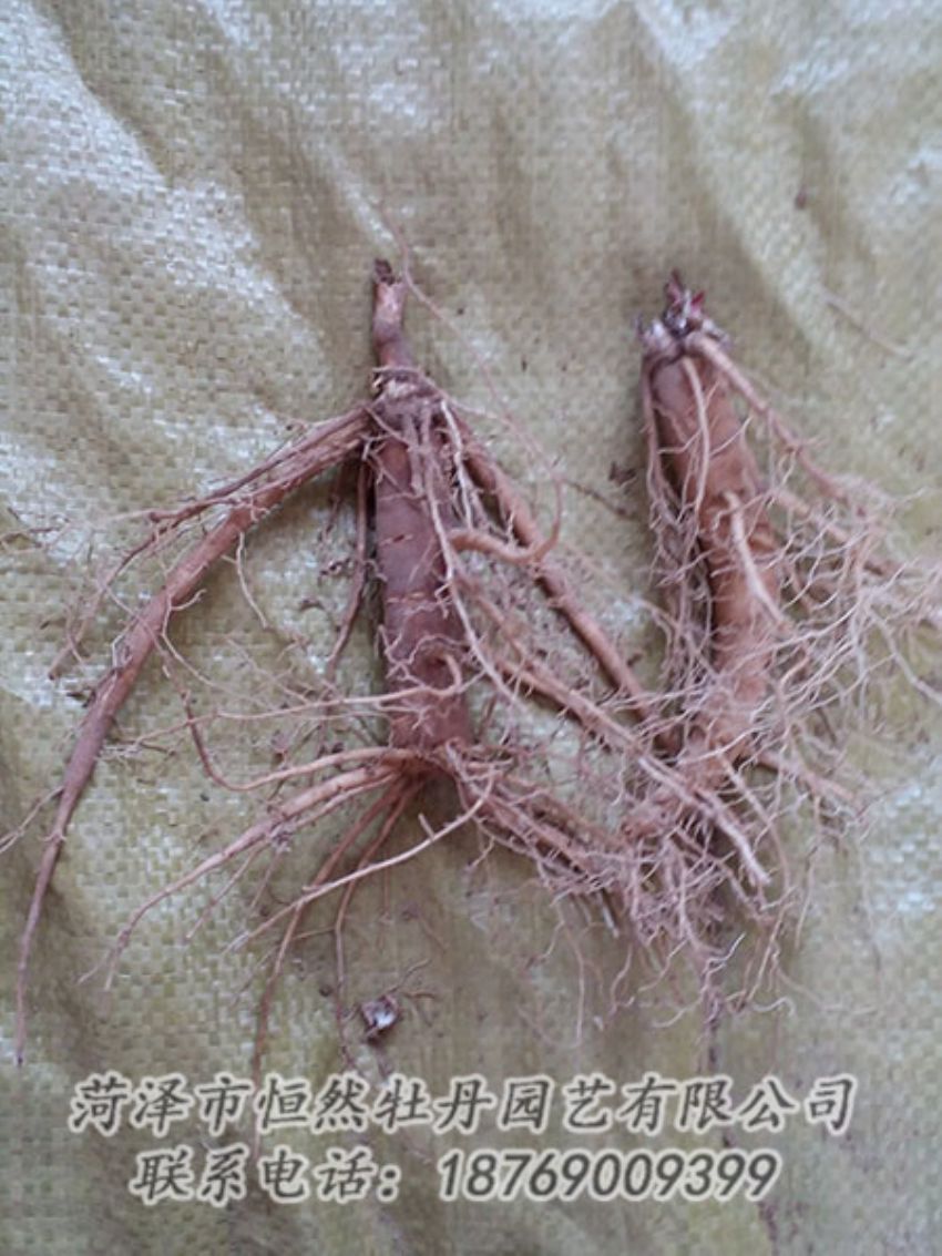 點擊查看詳細(xì)信息<br>標(biāo)題：二年芍藥苗 閱讀次數(shù)：1126