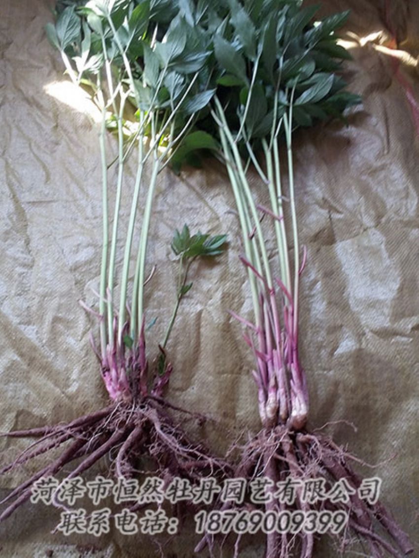 點擊查看詳細(xì)信息<br>標(biāo)題：二年芍藥苗 閱讀次數(shù)：1147