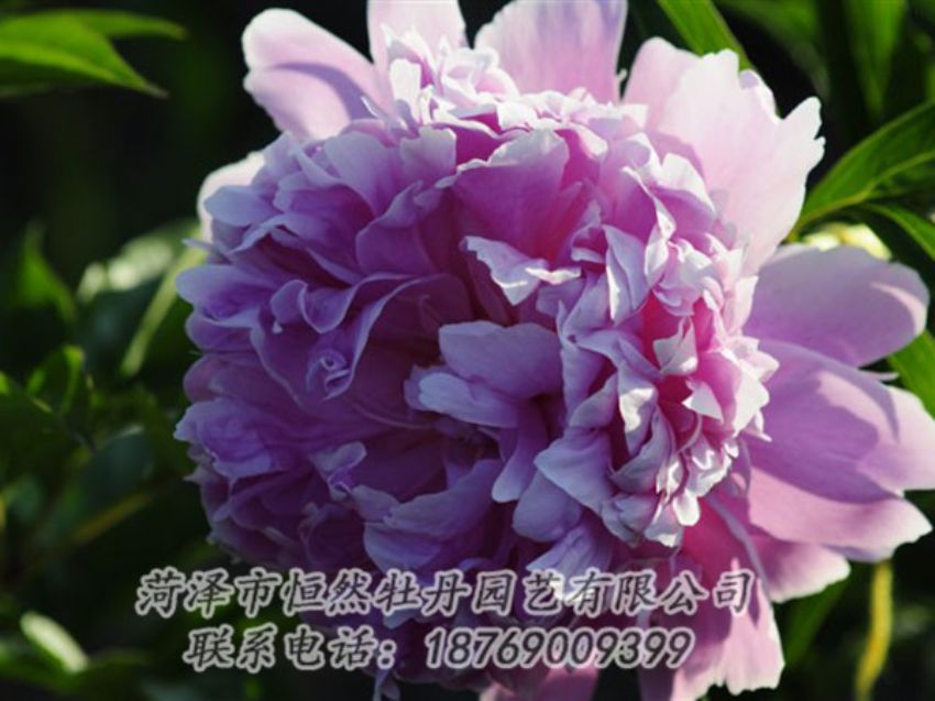 點擊查看詳細信息<br>標(biāo)題：藍菊 閱讀次數(shù)：1200