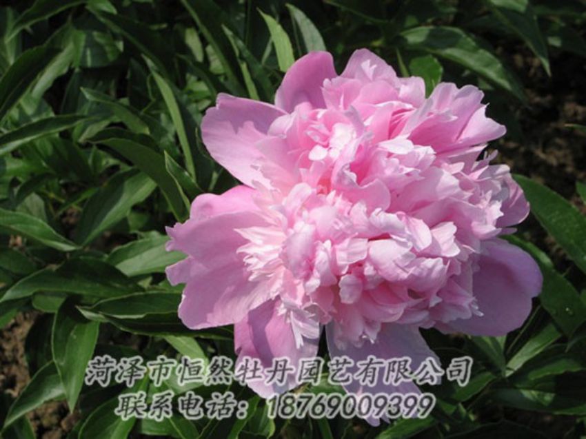 點擊查看詳細信息<br>標(biāo)題：富士山 閱讀次數(shù)：1116