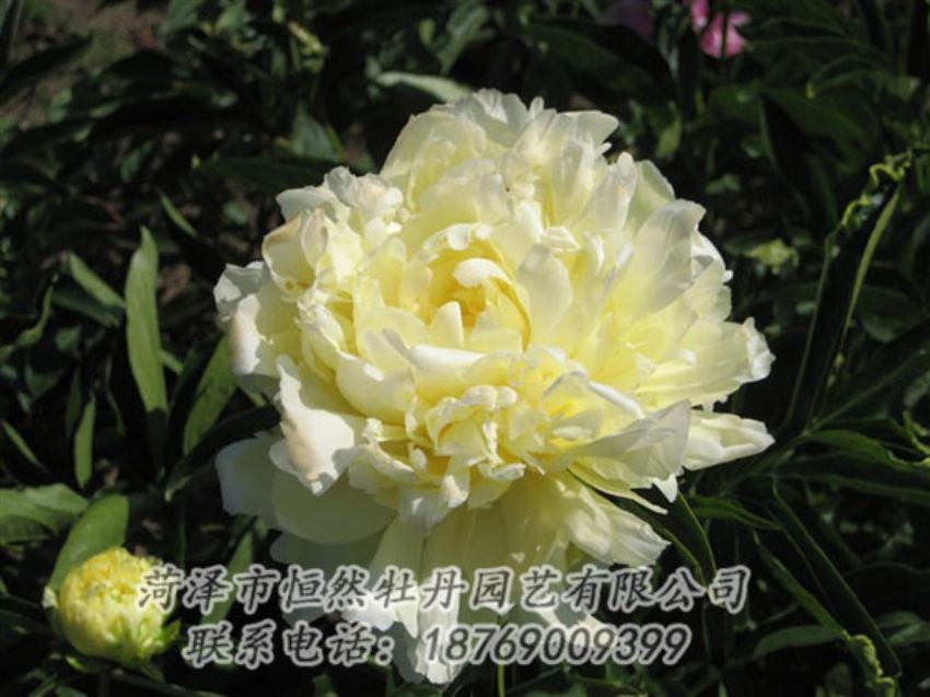 點(diǎn)擊查看詳細(xì)信息<br>標(biāo)題：黃金輪 閱讀次數(shù)：1156