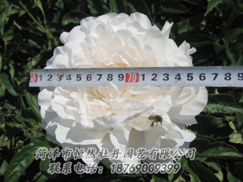 點(diǎn)擊查看詳細(xì)信息<br>標(biāo)題：楊妃出浴 閱讀次數(shù)：1210