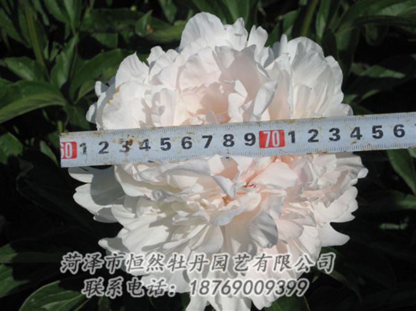 點(diǎn)擊查看詳細(xì)信息<br>標(biāo)題：雪峰 閱讀次數(shù)：1091