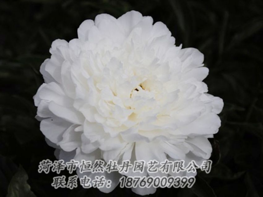 點(diǎn)擊查看詳細(xì)信息<br>標(biāo)題：沙金冠頂 閱讀次數(shù)：1150