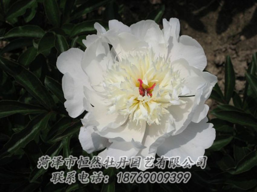 點(diǎn)擊查看詳細(xì)信息<br>標(biāo)題：凌花晨浴 閱讀次數(shù)：1193