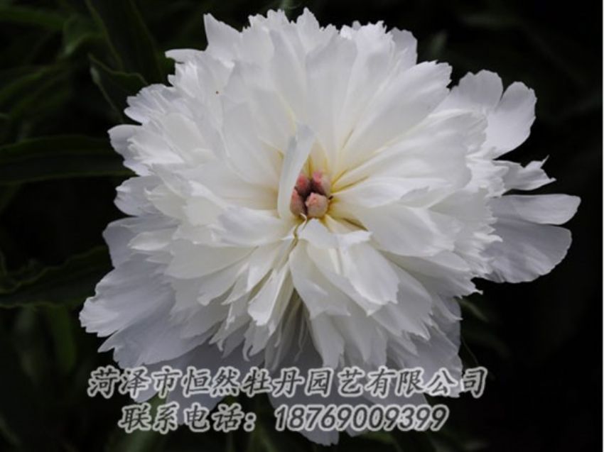 點(diǎn)擊查看詳細(xì)信息<br>標(biāo)題：玲瓏玉 閱讀次數(shù)：1136