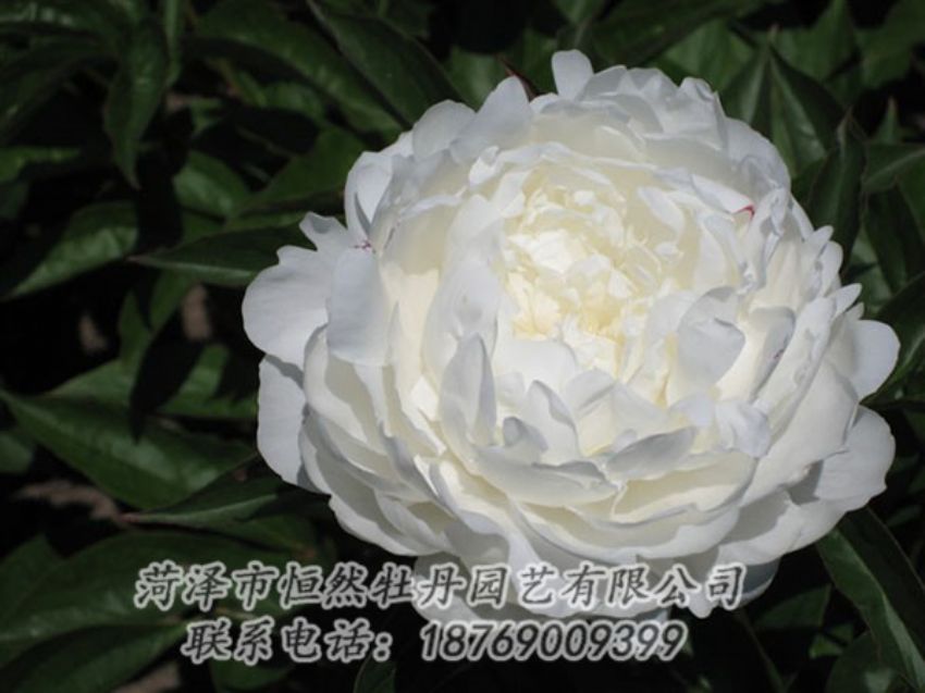 點(diǎn)擊查看詳細(xì)信息<br>標(biāo)題：白玉盤(pán) 閱讀次數(shù)：1130