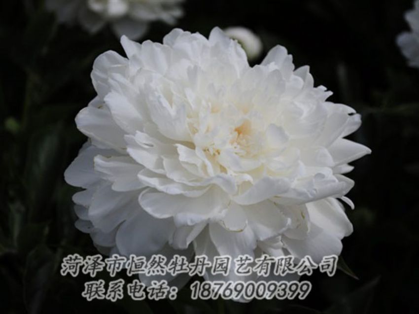 點(diǎn)擊查看詳細(xì)信息<br>標(biāo)題：白色 閱讀次數(shù)：1172